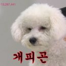 강아지를 부탁해 이미지