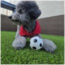 헬로우버디 | 대구애견호텔 반려견 행복을 책임지는 헬로우버디 후기