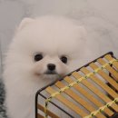 우리집 막둥이 이미지