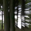 봄 숲으로 가자 이미지