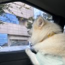 자연스럽개 냥 네이버블로그