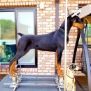 노블라인 도베르만 이미지