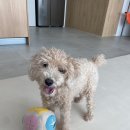 안녕, 뭉실 | 청주 오창 푸들 미용 가격과 후기 &#39;안녕, 뭉실&#39; 첫 방문 리뷰