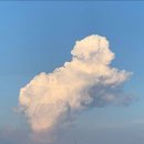 구름강아지 이미지