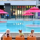 제이 앤 제이 애견 이미지