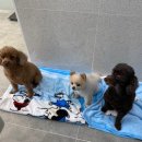 새싹 동물병원 이미지