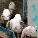 총알돼지 이미지