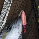 마블피시 이미지