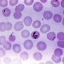 스펙트라 이미지