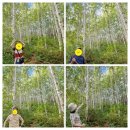 구름주유소 | 인제 속삭이는 자작나무숲, 미시령 옛길, 울산바위 스폿 부모님 나들이 후기