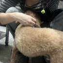 장등농장 네이버블로그