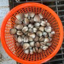 죽림어촌체험마을 | 전남 진도 남해바다 조개 잡기 죽림어촌체험마을