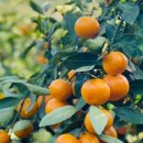 인건농장 이미지