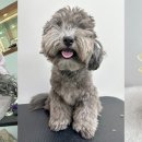 룰루랄라애견미용실