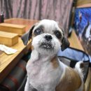 동해애견센터 이미지