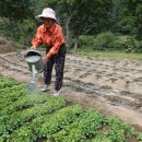 치명경로당 이미지