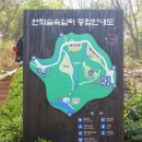 서안산정비 | 서울 연희숲속쉼터 벚꽃 튤립구경 4월 가볼만한곳