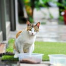 광주24시스카이동물메디컬센터 이미지