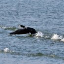 철새탐조대 이미지