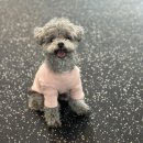 힐링힐링 반려견 교육 유치원 이미지