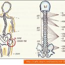 틀어진 골반 잡아야 하나? 이미지