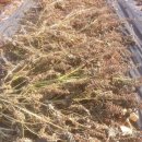 [2015] 보리 파종과 들깨 메주콩 기장 차조 수확 모습 이미지