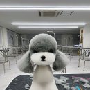 윈애견미용학원