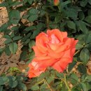 용문산관광지(주차장화장실) 이미지