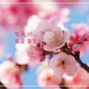벚꽃 이미지