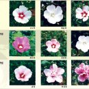 한국인이 좋아하는 꽃 무궁화 無窮花.산림청에서 (2015년) 70주년 광복절을 맞아 &#39;나라꽃 무궁화 품종...