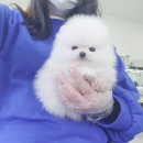 더독스 네이버블로그