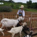 지민목장 이미지