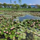 꽃들의 향연 이미지