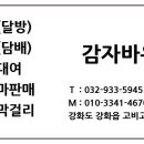 감자바우 민박 이미지