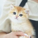 도로시 펫 이미지