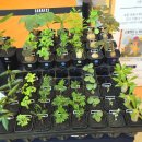 이상한 식물나라 이미지