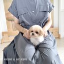 모델독켄넬 이미지