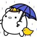 고성국화꽃향기 이미지