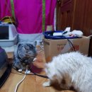 스타일 독-진교애견샵 이미지