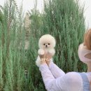 퍼피랩 이미지