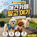 프로젝트 멍 | [안양/호계] 안양 신상 애견놀이터 멍루프애견놀이터 대관 후기| 루프탑까지 있는 프라이빗 공간