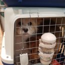 밍밍켄넬 이미지