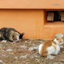 신시도초등학교 이미지