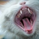 시흥24시센트럴동물의료센터 이미지