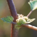 가시도꼬마리 Xanthium italicum Moretti 이미지