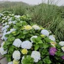 사우스사계 이미지