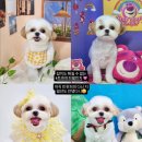 트윈퍼피 이미지