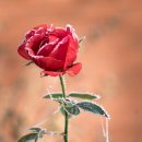 자연-꽃 이미지