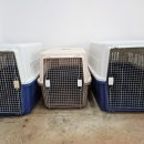 딩동댕댕 애견유치원 이미지