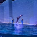 제주섬마리 | 제주 아쿠아리움 아쿠아플라넷 할인+공연 내돈내산후기